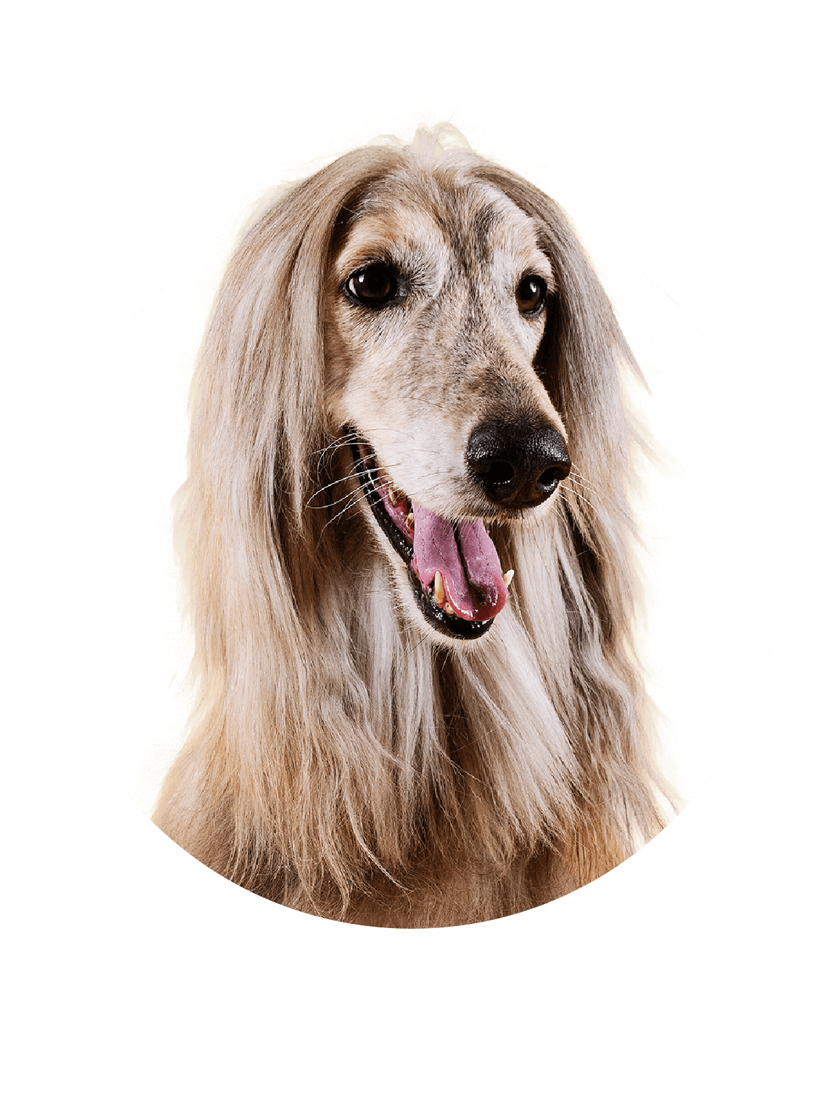 Detangling shampoo and conditioner for dogs with long hair from DotDotPet is vegan, prebiotic, natural, calming, no nasties shampoo. The best at removing tangles from long haired dogs, and eliminating bad smells like fox poo 