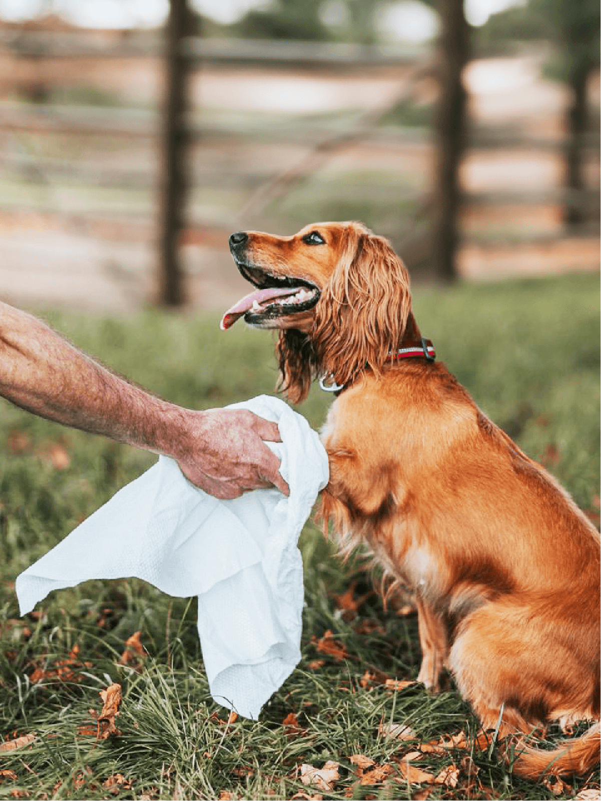 The best solution for muddy paws, wet dogs, dog walking essential