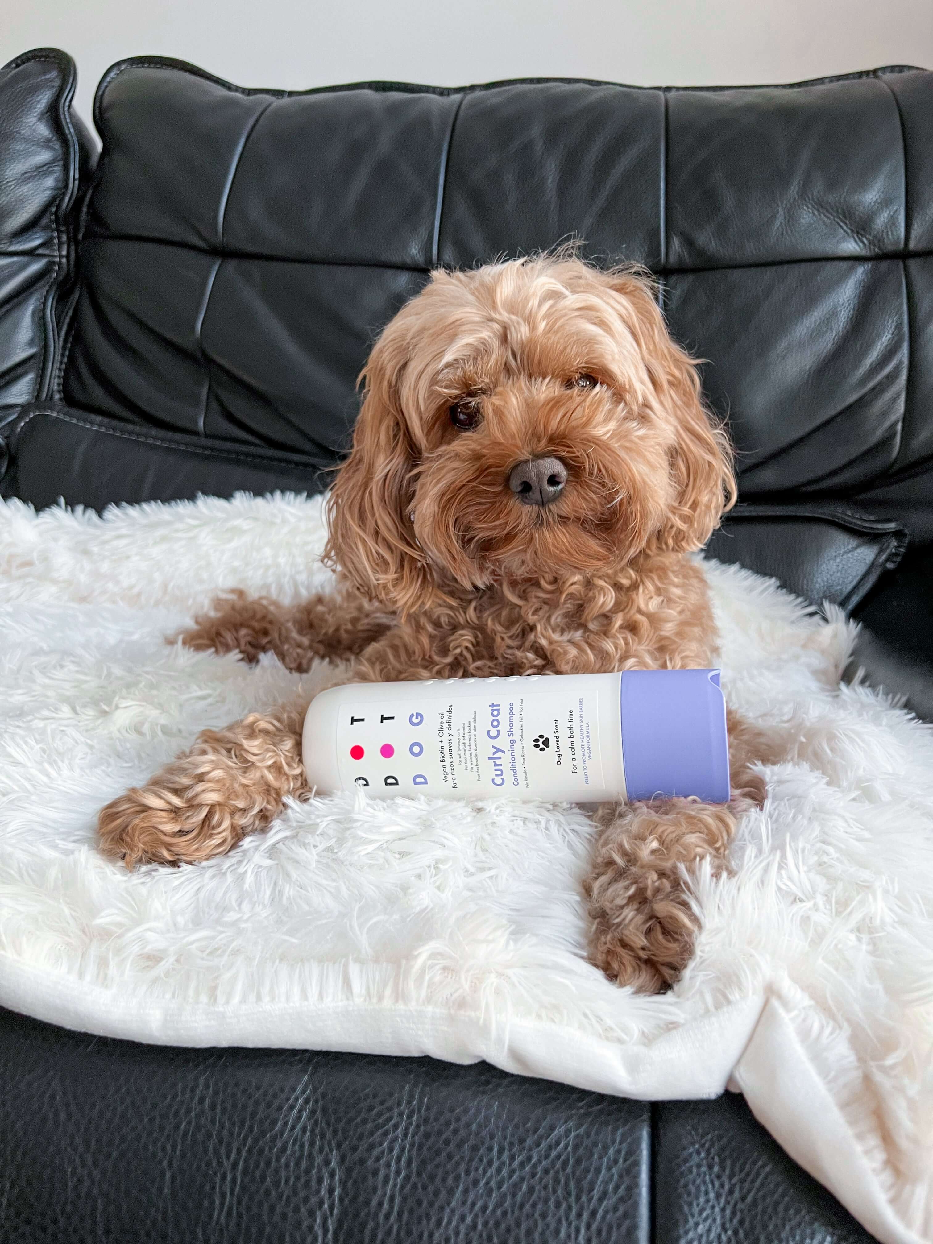 Cockapoo with DotDotPet Curly Coat shampoo