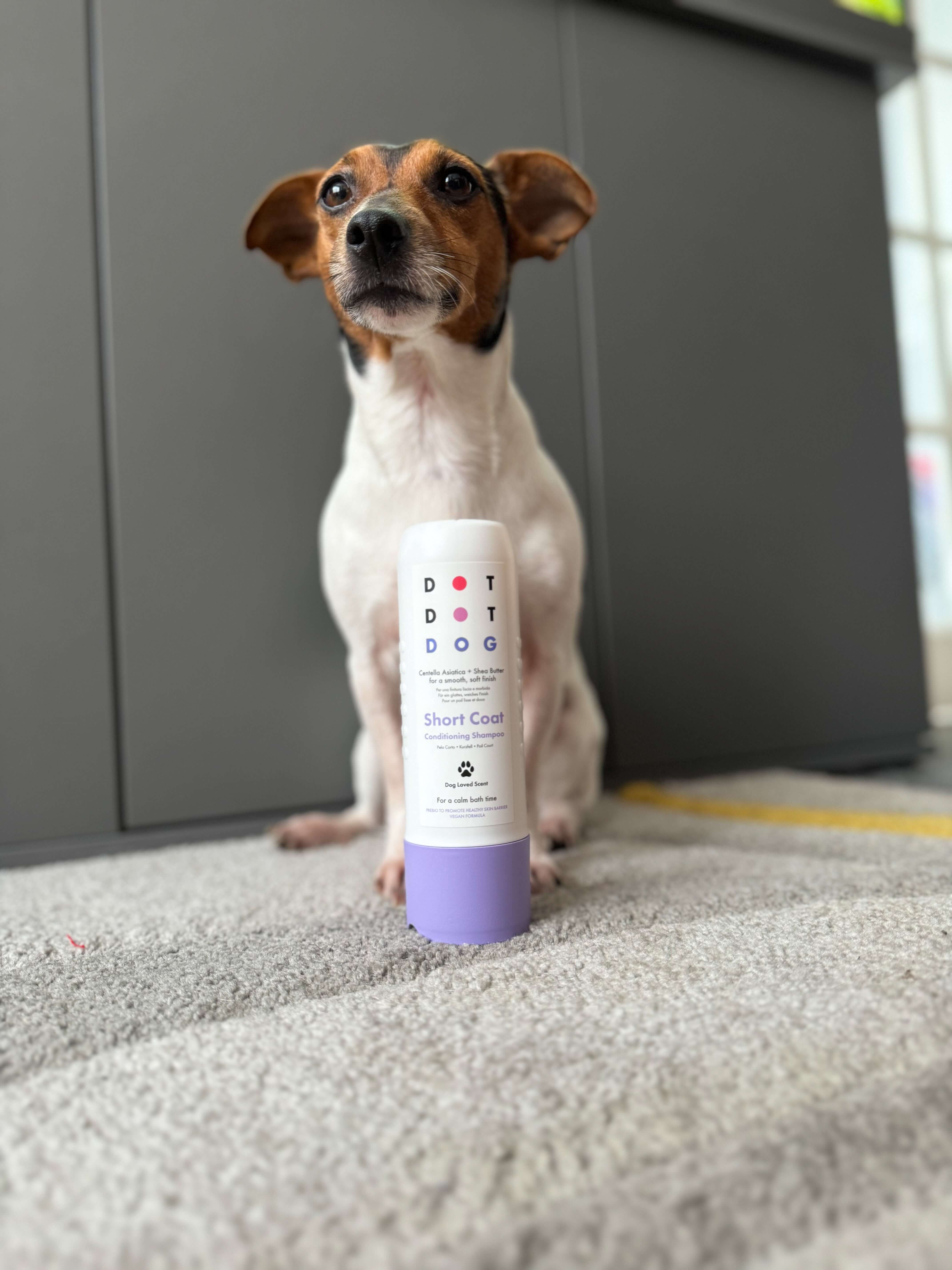 Jack Russell with DotDotPet Short coat shampoo